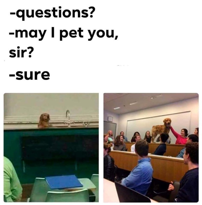 -questions? -may I pet you, sir? -sure