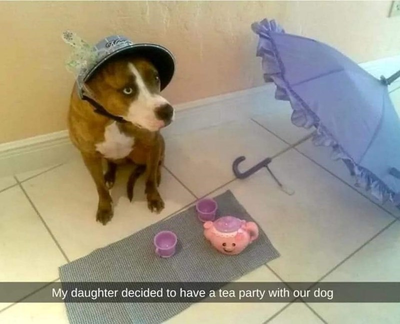 My daughter decided to have a tea party with our dog