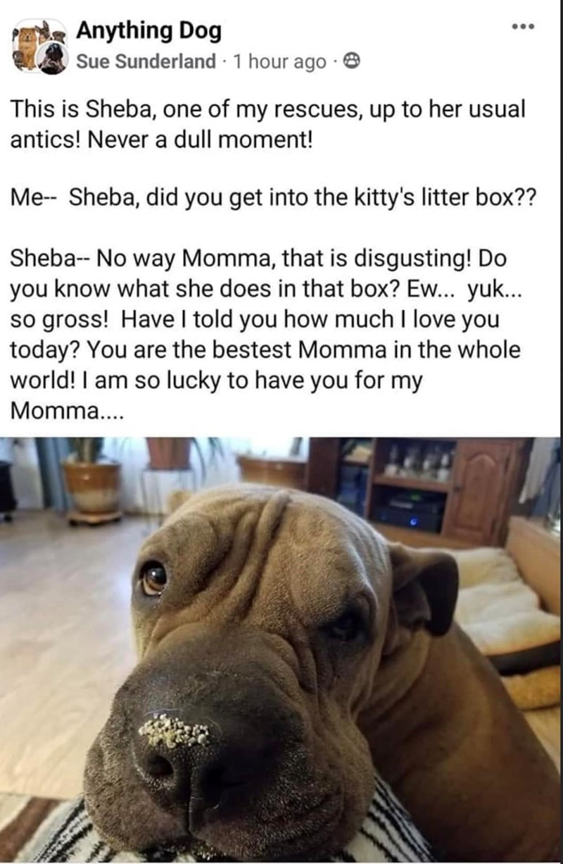 Anything Dog Sue Sunderland 1 hour ago This is Sheba, one of my rescues, up to her usual antics! Never a dull moment! Me-- Sheba, did you get into the kitty's litter box?? Sheba- No way Momma, that is disgusting! Do you know what she does in that box? Ew... yuk... so gross! Have I told you how much I love you today? You are the bestest Momma in the whole world! I am so lucky to have you for my Momma....