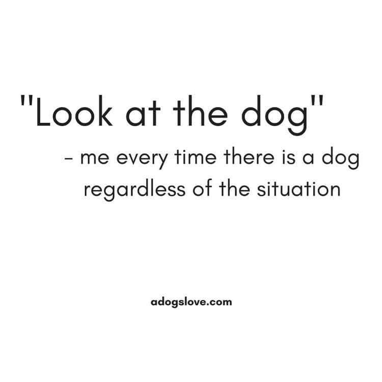 "Look at the dog" - me every time there is a dog. regardless of the situation adogslove.com