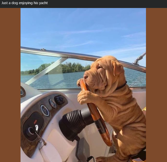 Just a dog enjoying his yacht 0.00