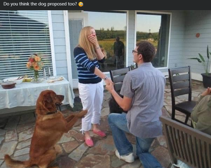 Do you think the dog proposed too?