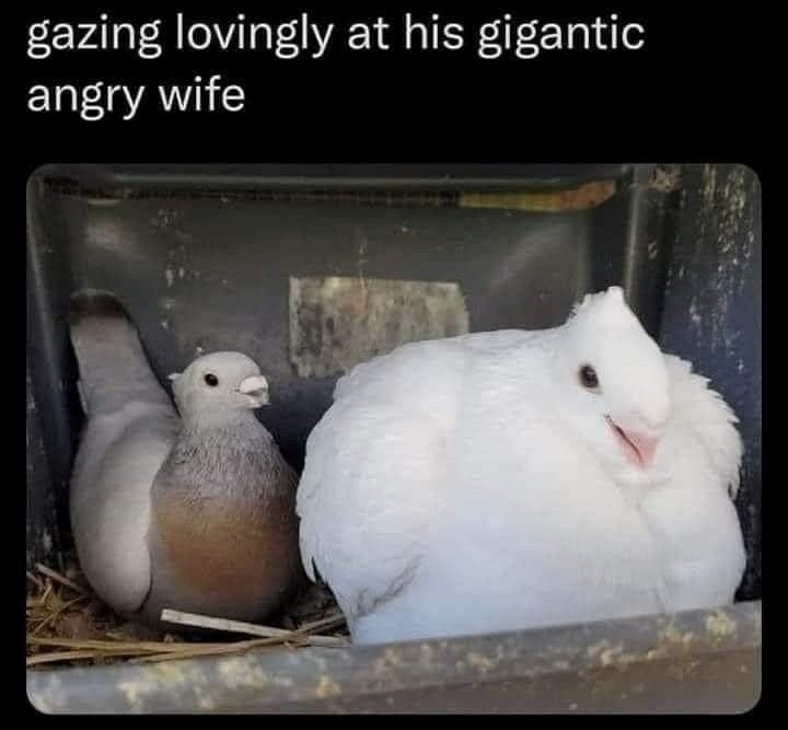 gazing lovingly at his gigantic angry wife