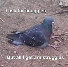 I ask for snuggles But all I get are struggles