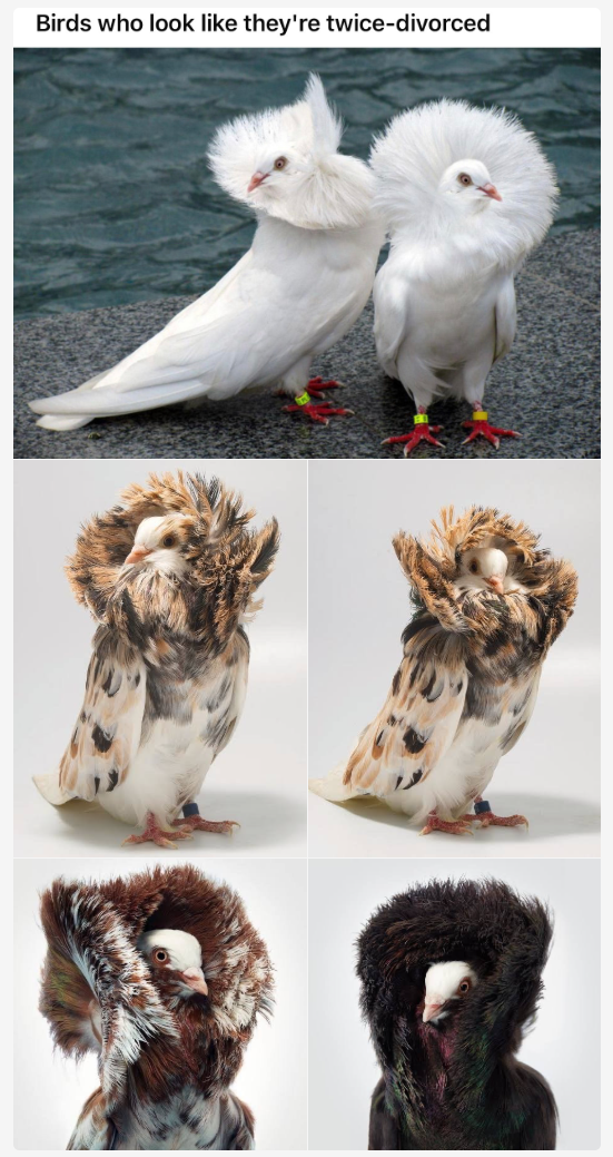 Birds who look like they're twice-divorced
