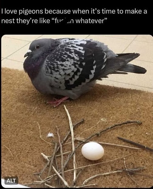 I love pigeons because when it's time to make a nest they're like "fun whatever" ALT
