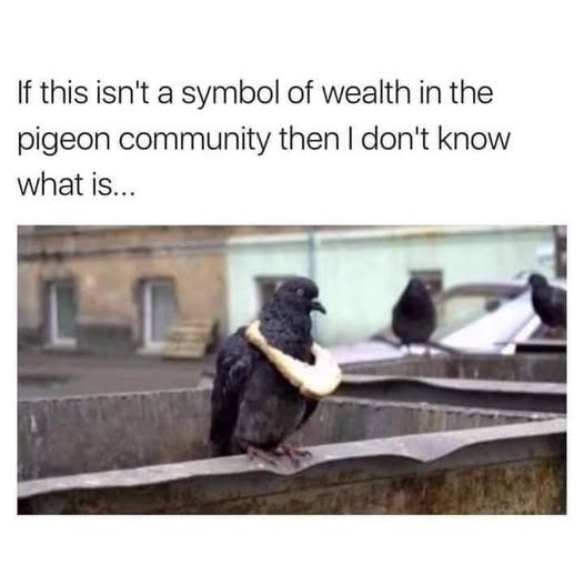 If this isn't a symbol of wealth in the pigeon community then I don't know what is...