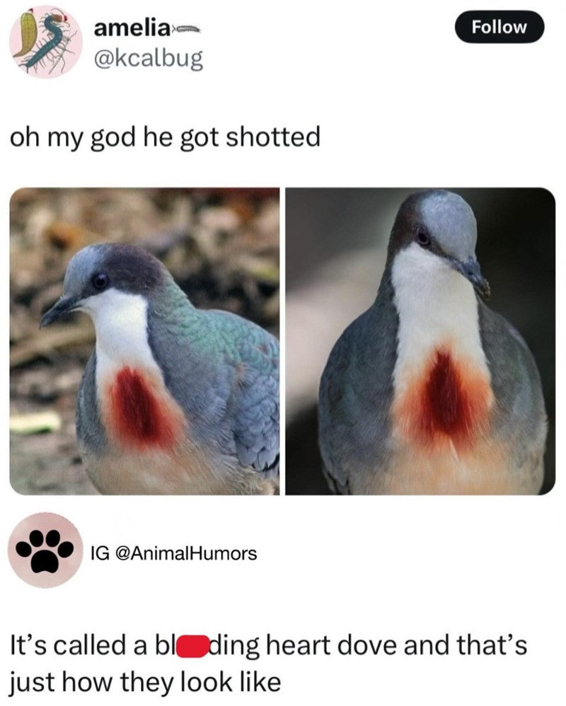 amelia- @kcalbug oh my god he got shotted IG @AnimalHumors Follow It's called a bloeding heart dove and that's just how they look like