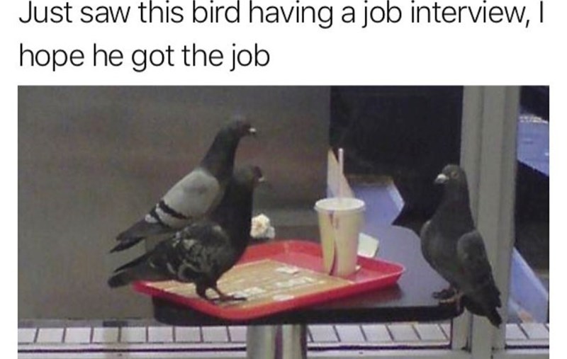 Just saw this bird having a job interview, I hope he got the job
