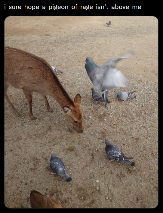 i sure hope a pigeon of rage isn't above me