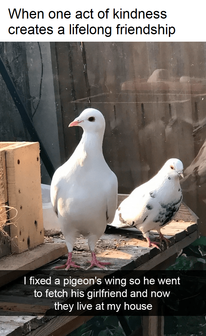 When one act of kindness creates a lifelong friendship I fixed a pigeon's wing so he went to fetch his girlfriend and now they live at my house