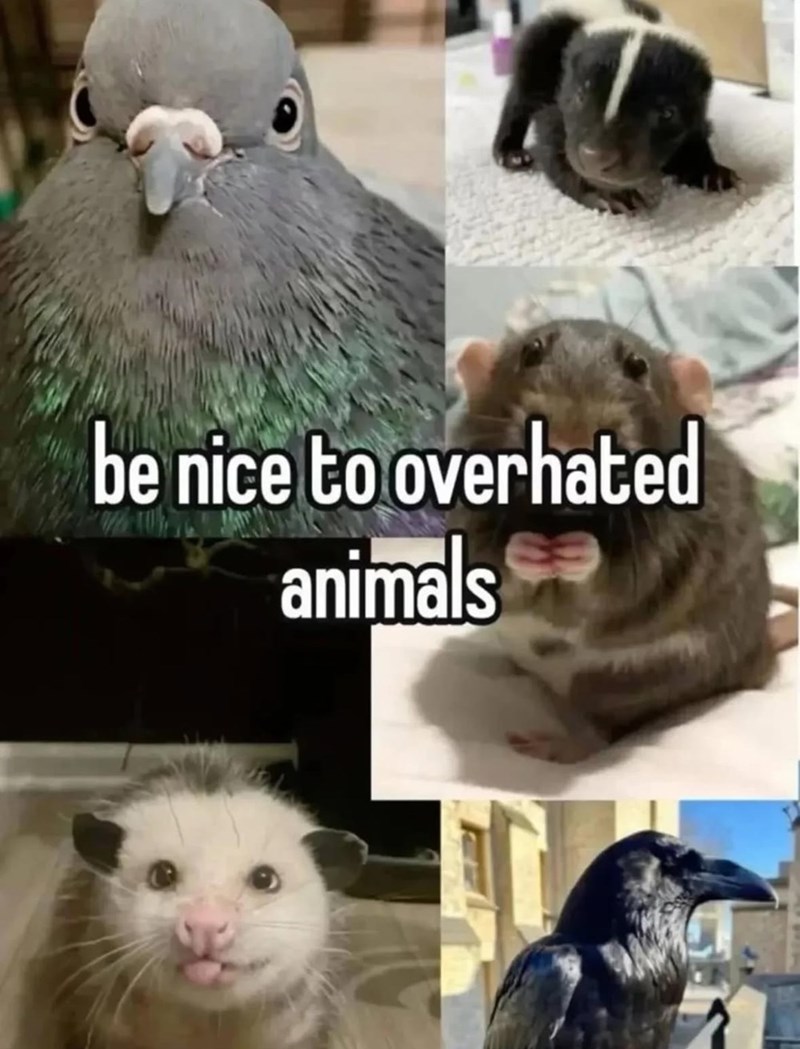 be nice to overhated animals