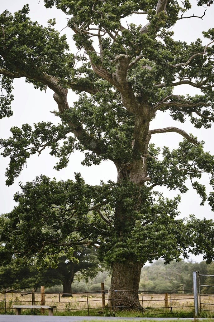 A old oak tree growing on a property boundary, representative of the tree in the story