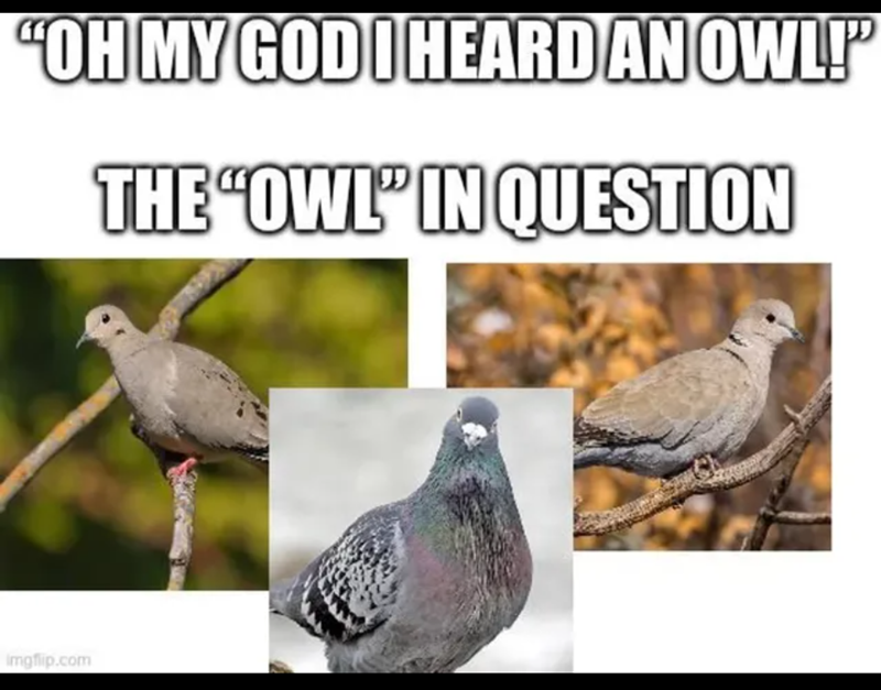 "OH MY GOD I HEARD AN OWL!" THE "OWL" IN QUESTION Imgflip.com