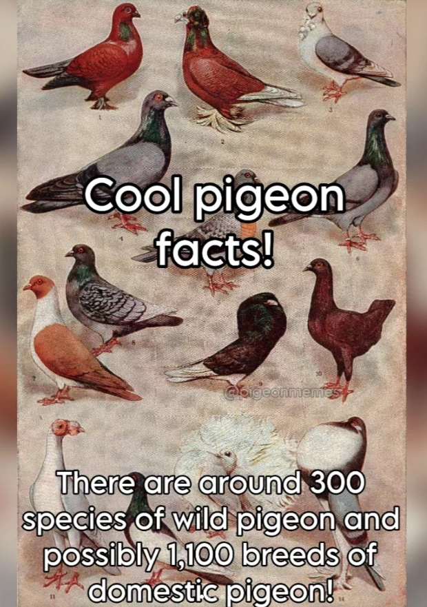 Cool pigeon facts! apigeonmemes There are around 300 species of wild pigeon and possibly 1,100 breeds of domestic pigeon!