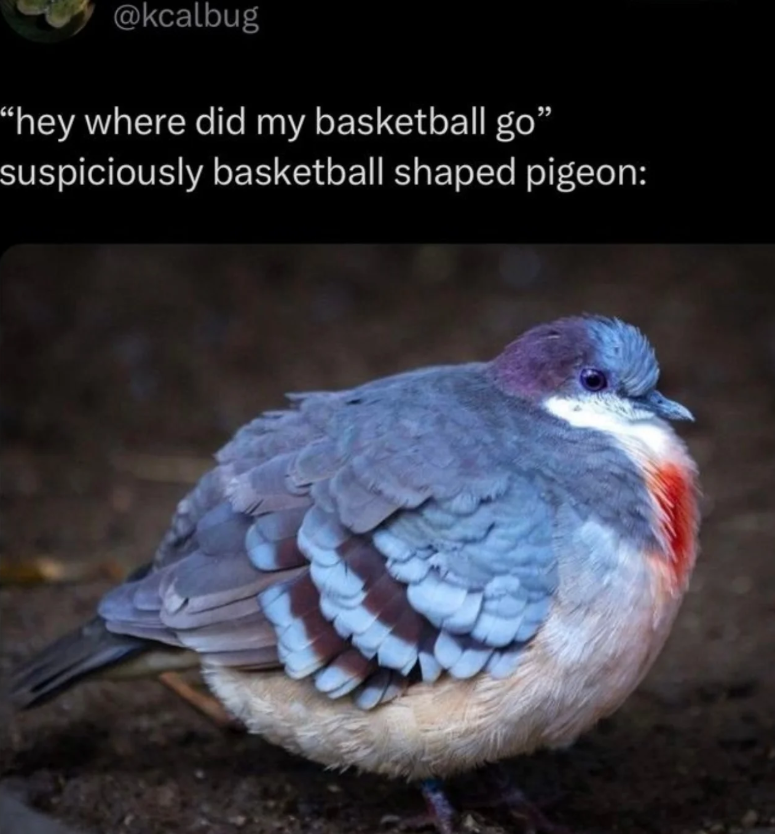 @kcalbug ""hey where did my basketball go" suspiciously basketball shaped pigeon: