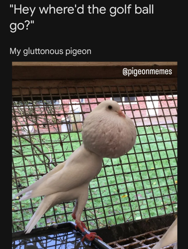 "Hey where'd the golf ball go?" My gluttonous pigeon IS @pigeonmemes