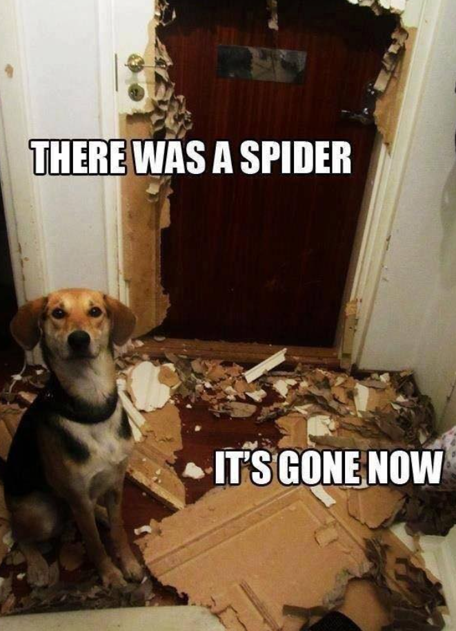 THERE WAS A SPIDER IT'S GONE NOW