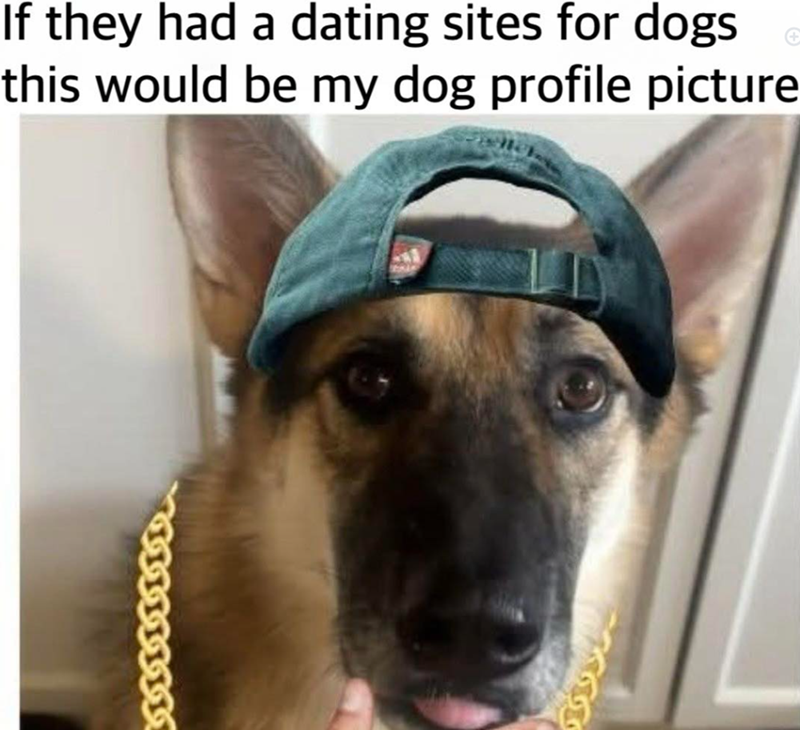 If they had a dating sites for dogs this would be my dog profile picture ووور