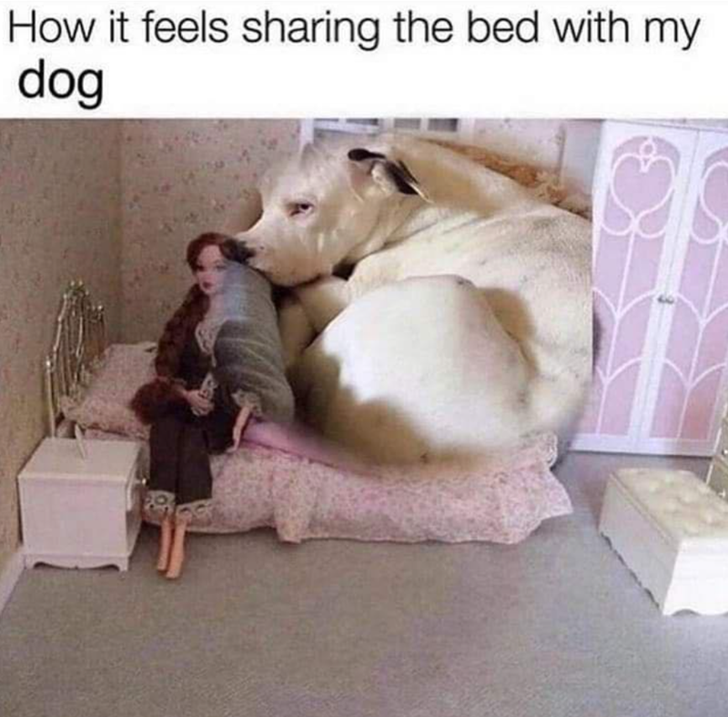How it feels sharing the bed with my dog