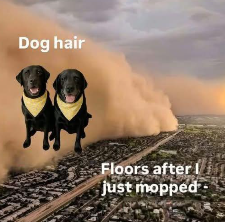 Dog hair Floors after I just mopped
