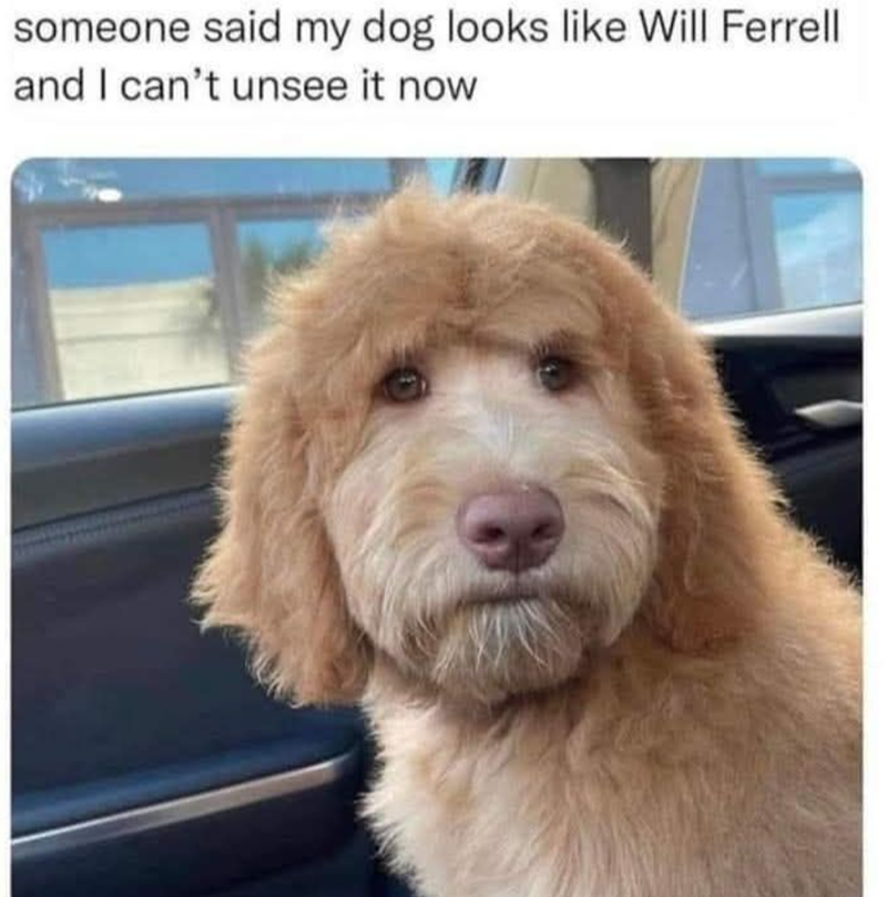 someone said my dog looks like Will Ferrell and I can't unsee it now