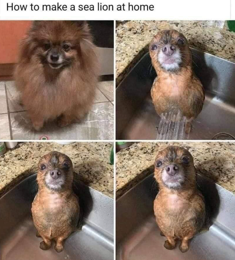 How to make a sea lion at home
