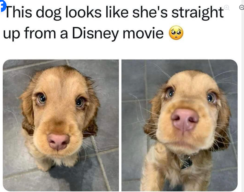 This dog looks like she's straight up from a Disney movie e