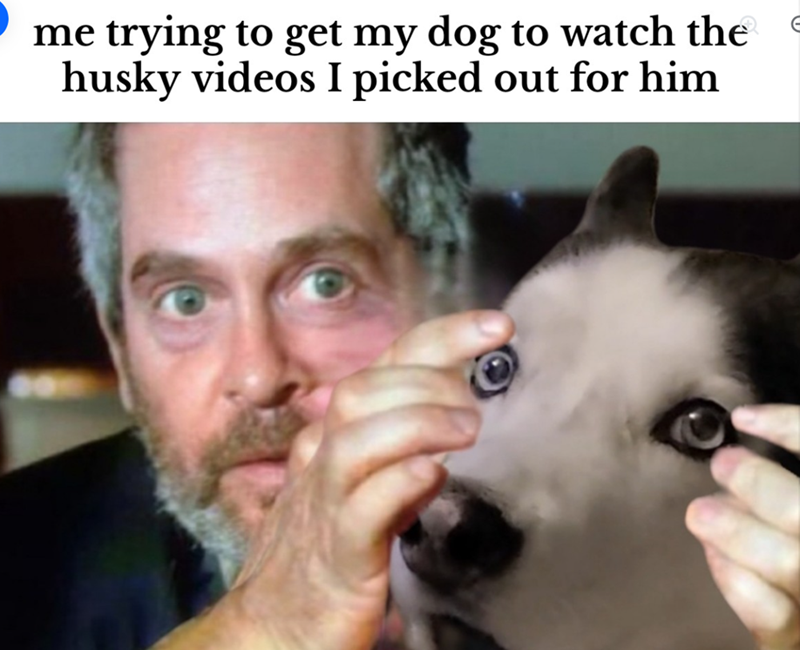 me trying to get my dog to watch the husky videos I picked out for him