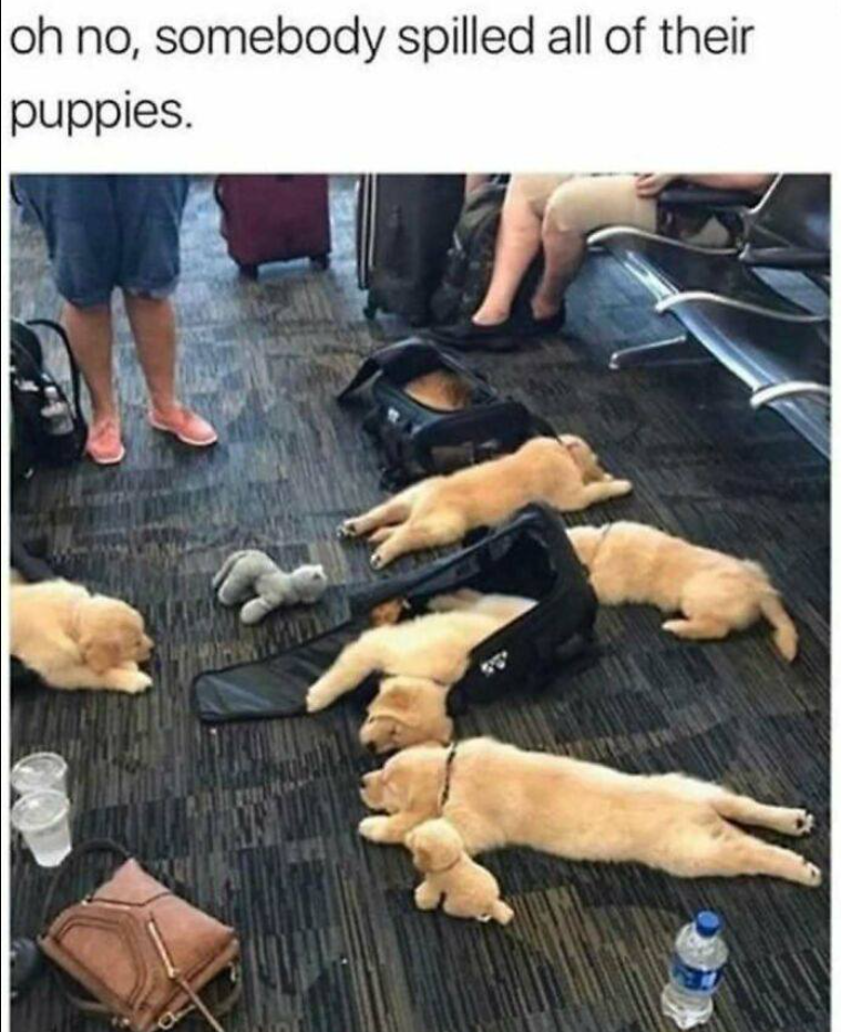 oh no, somebody spilled all of their puppies.