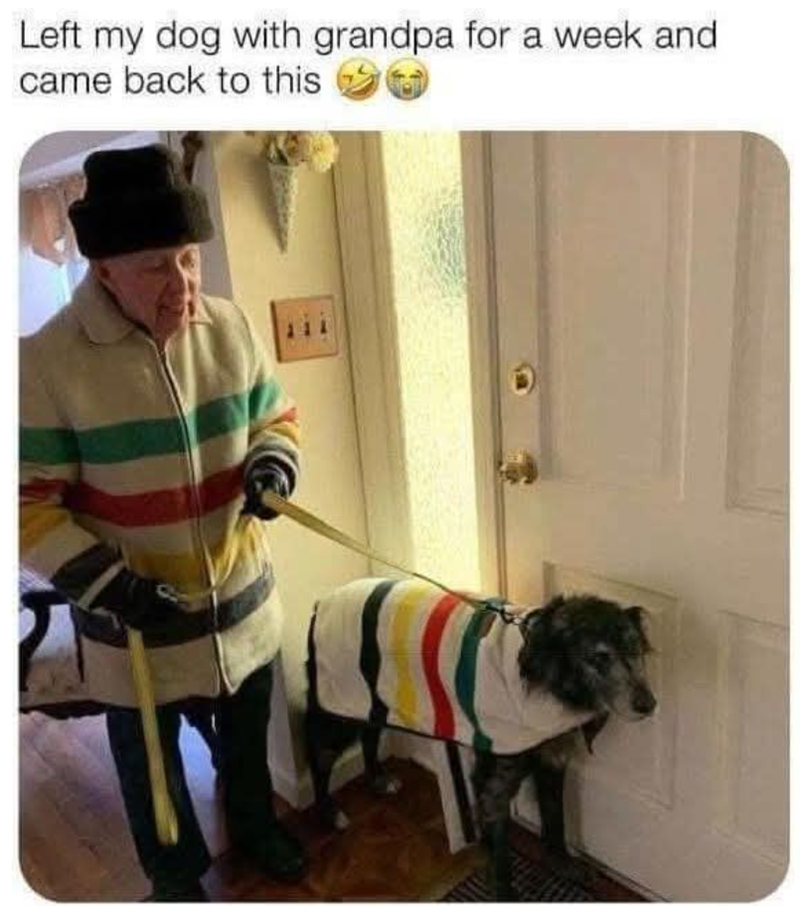 Left my dog with grandpa for a week and came back to this