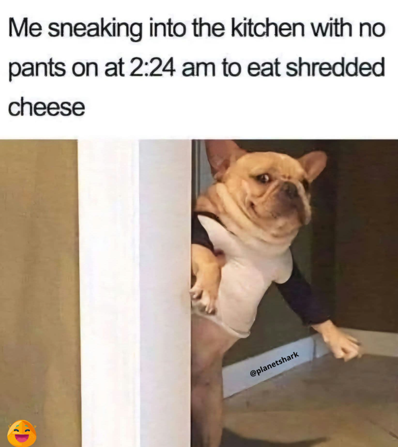 Me sneaking into the kitchen with no pants on at 2:24 am to eat shredded cheese @planetshark