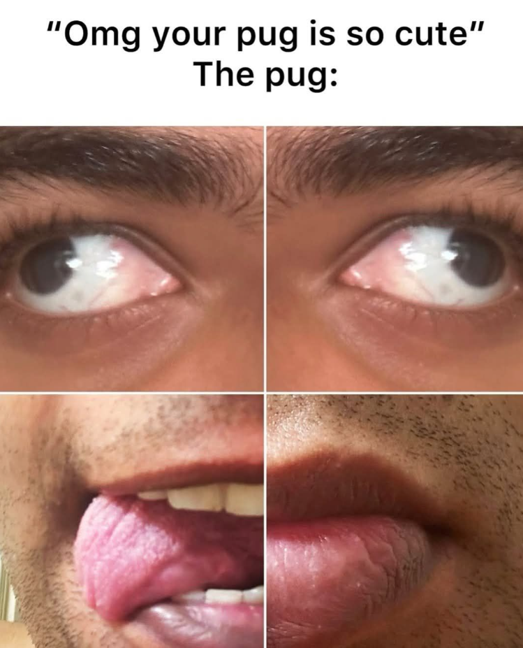 "Omg your pug is so cute" The pug: