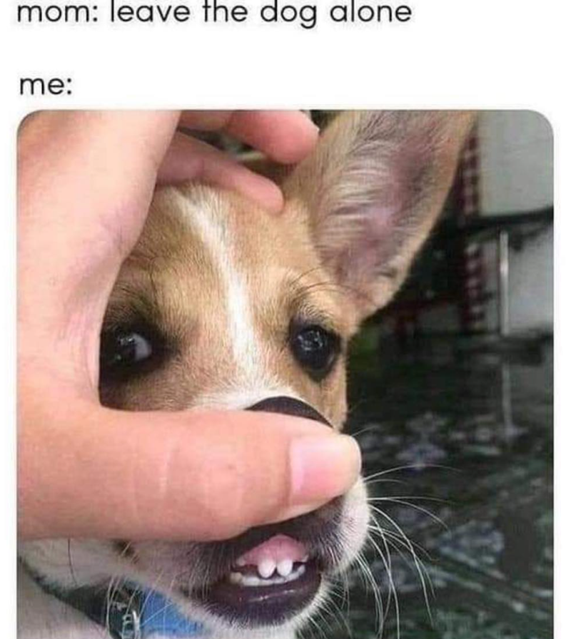 mom: leave the dog alone me: