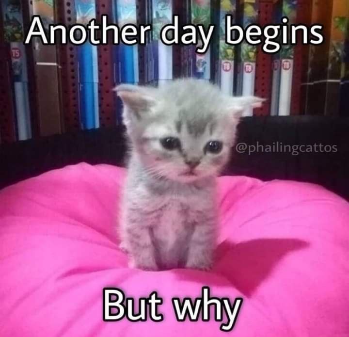बज TS Another day begins TO TO But why @phailingcattos