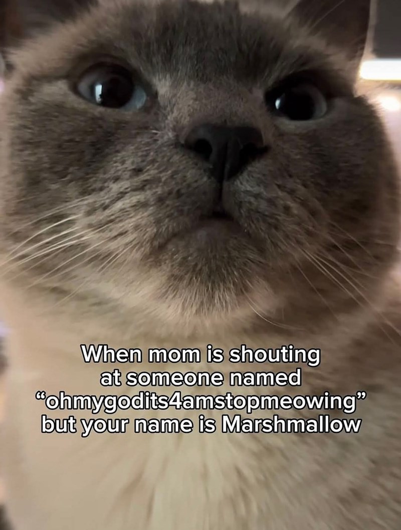 When mom is shouting at someone named "ohmygodits4amstopmeowing" but your name is Marshmallow