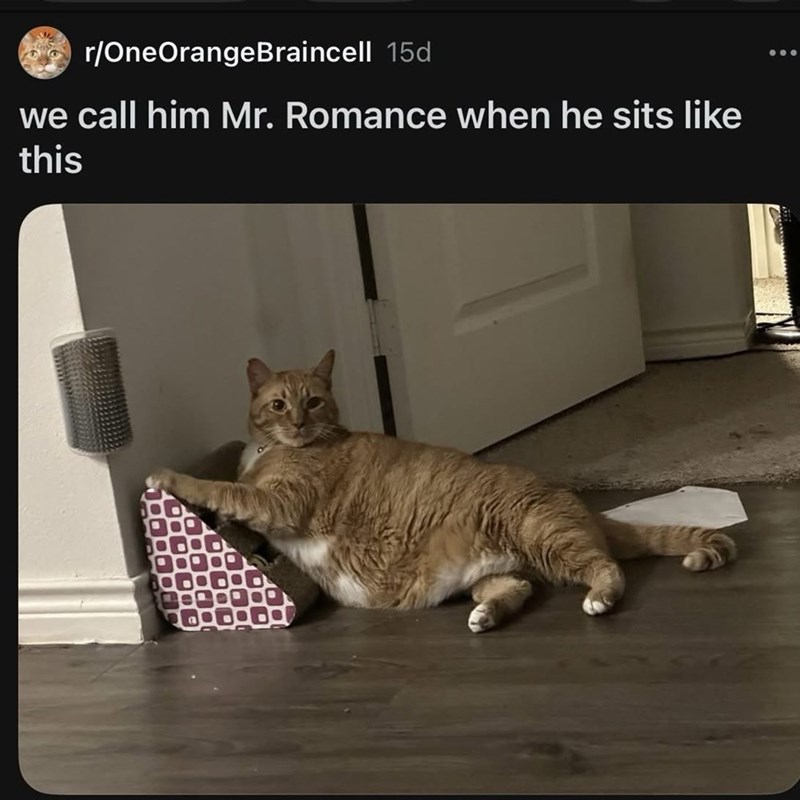 r/OneOrangeBraincell 15d we call him Mr. Romance when he sits like this