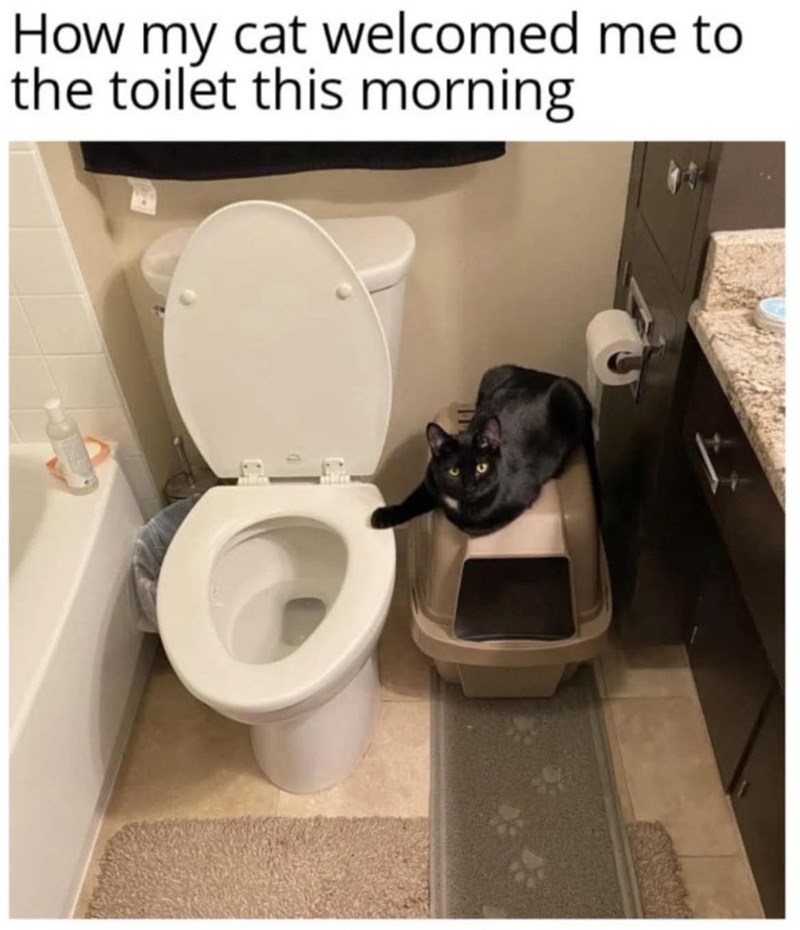 How my cat welcomed me to the toilet this morning