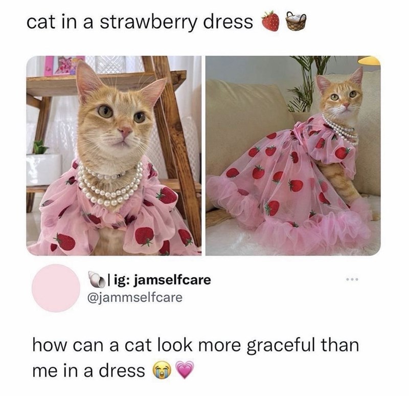cat in a strawberry dress. lig: jamselfcare @jammselfcare 600 how can a cat look more graceful than me in a dress