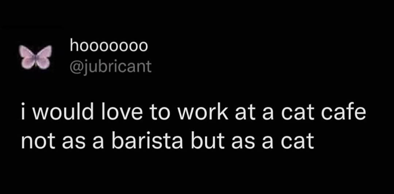 hooooooo @jubricant i would love to work at a cat cafe not as a barista but as a cat
