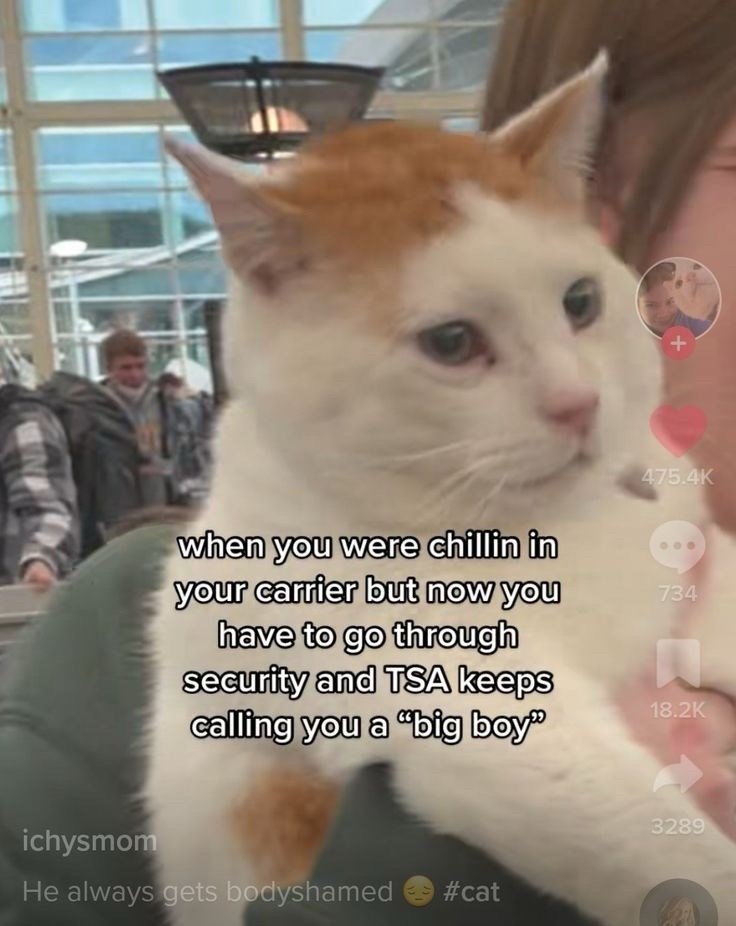 ichysmom + 475.4K when you were chillin in your carrier but now you have to go through security and TSA keeps calling you a "big boy" 734 18.2K He always gets bodyshamed #cat 3289