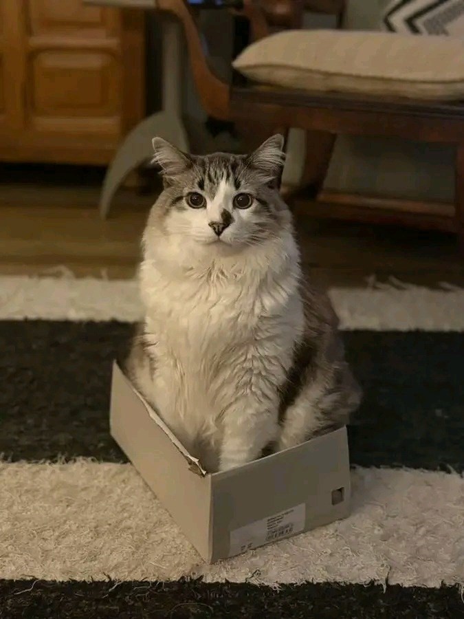 Cheezburger Image 10623694848