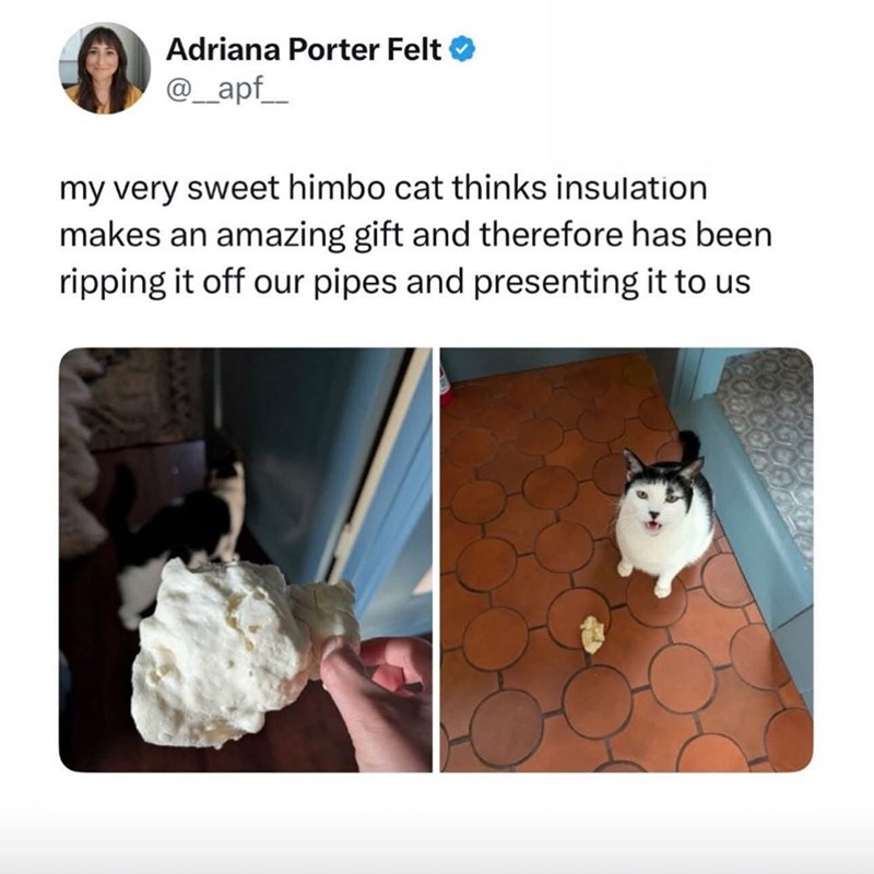 Adriana Porter Felt @_apf_ my very sweet himbo cat thinks insulation makes an amazing gift and therefore has been ripping it off our pipes and presenting it to us