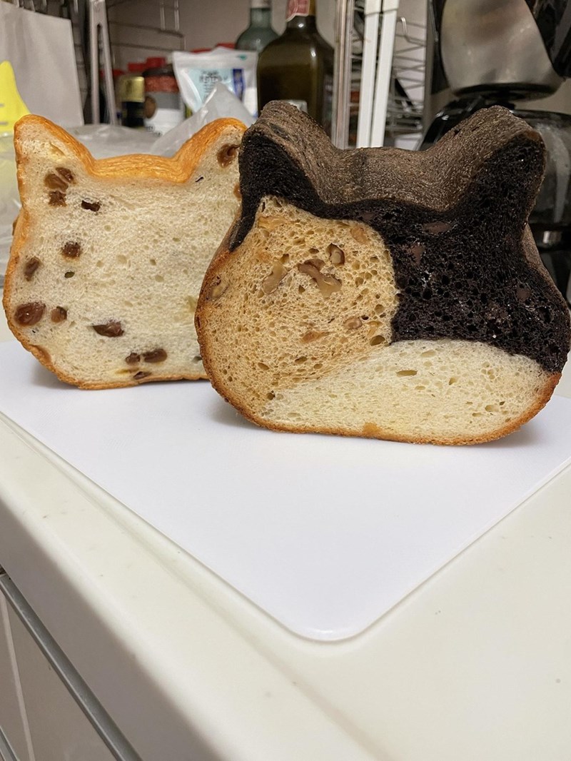 Cheezburger Image 10623696384