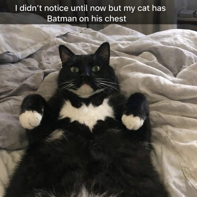 I didn't notice until now but my cat has Batman on his chest