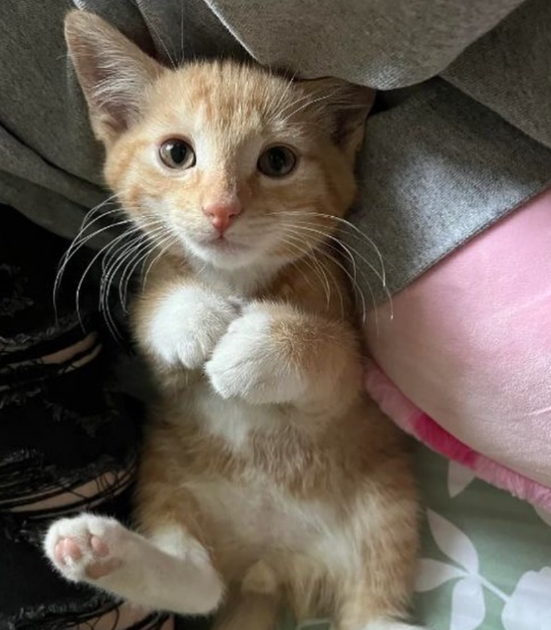 Cheezburger Image 10623705088