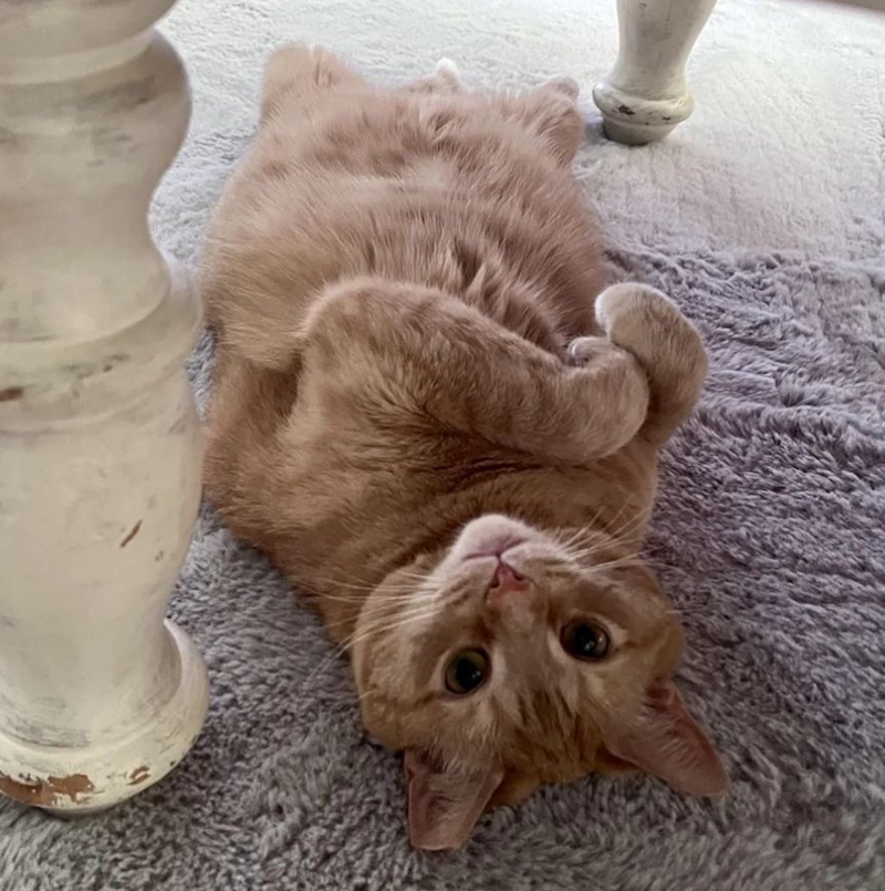 Cheezburger Image 10623705344