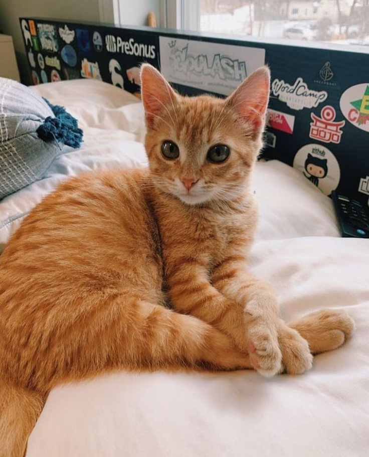 の B 0 PreSonus VASH WordCamp dojo github CA