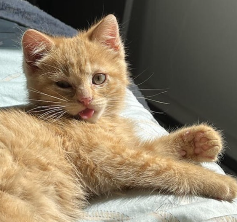 Cheezburger Image 10623705856