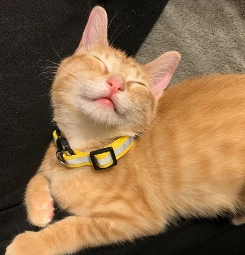 Cheezburger Image 10623706112